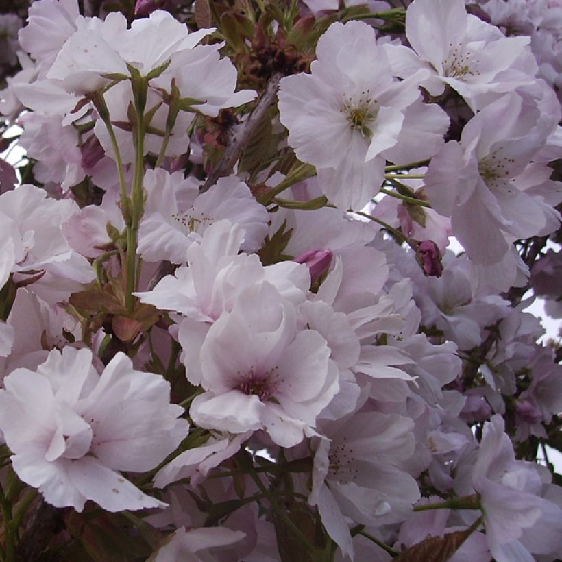 Japaninkirsikka Amanogawa (Kukinta)