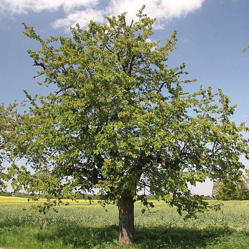 Imeläkirsikka Moreau (Kasvutapa)