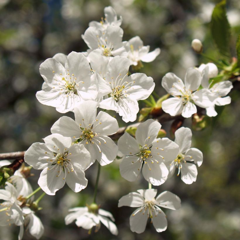 Hapankirsikka Anglaise Hâtive (Kukinta)