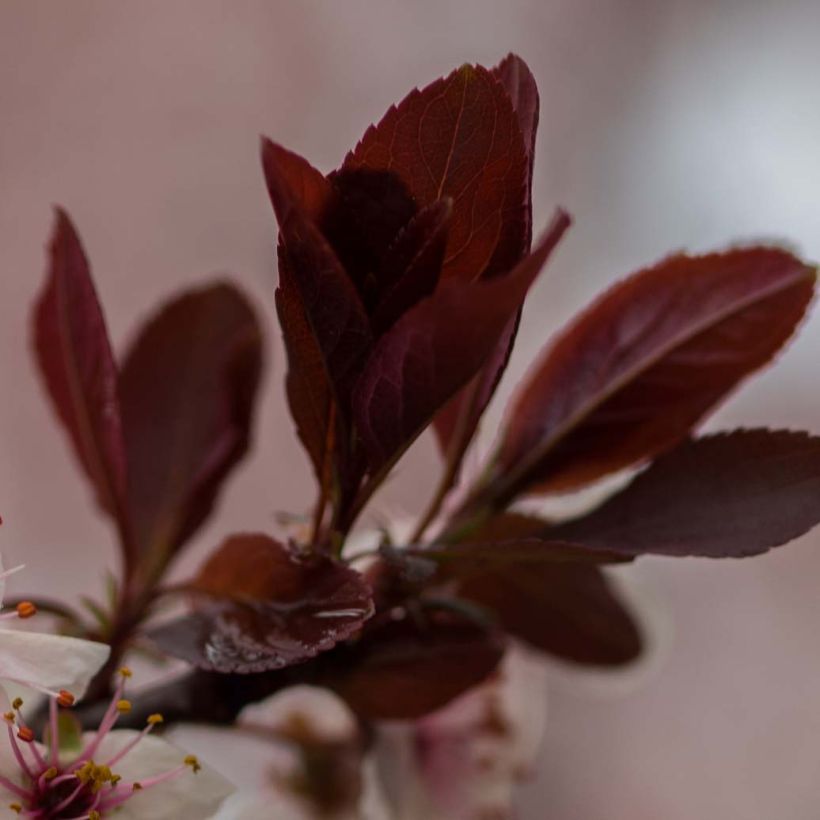 Laakerikirsikka - Prunus x cistena (Lehvistö)