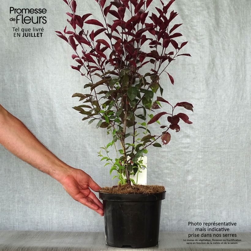 Esimerkki kesällä toimitetusta Laakerikirsikka - Prunus x cistena Ruukku 4L / 5L-taimesta