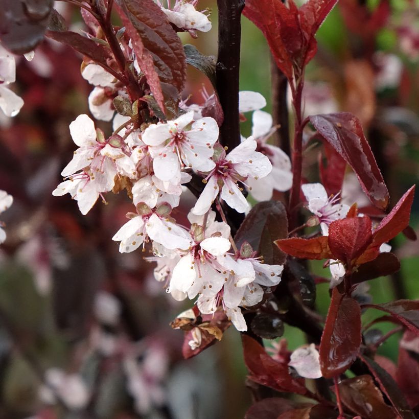 Laakerikirsikka - Prunus x cistena (Kukinta)
