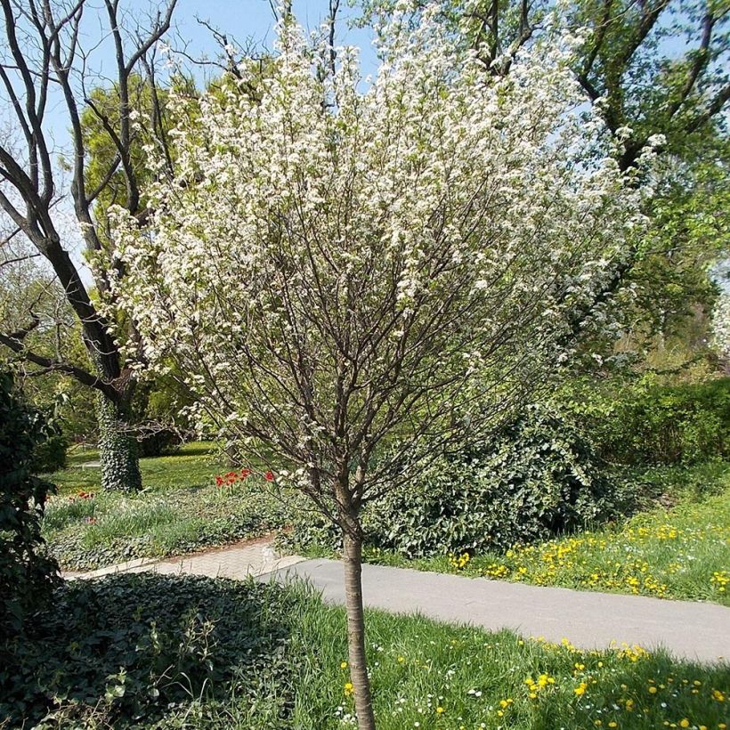 Pallokirsikka Umbraculifera (Kasvutapa)