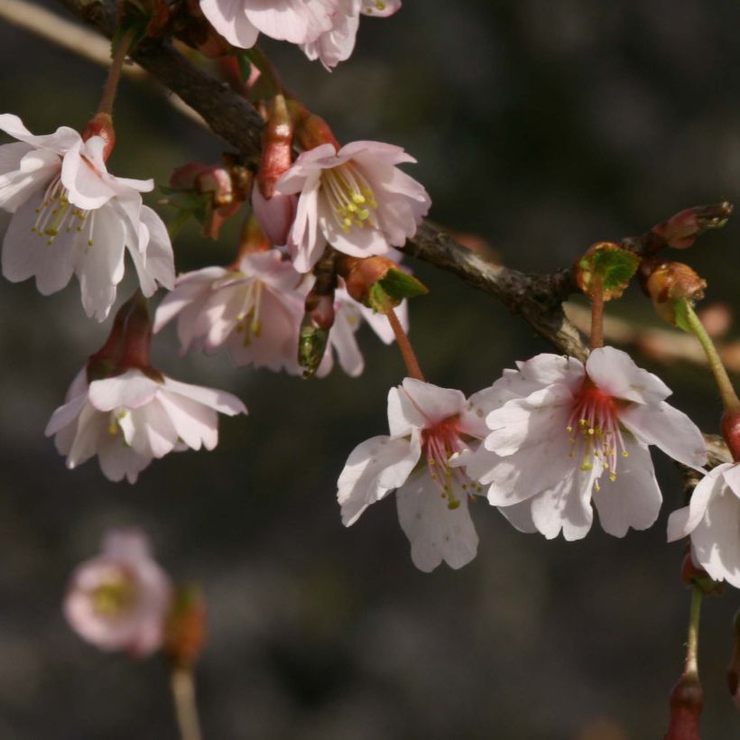 Japaninkääpiökirsikka Mikinori (Kukinta)