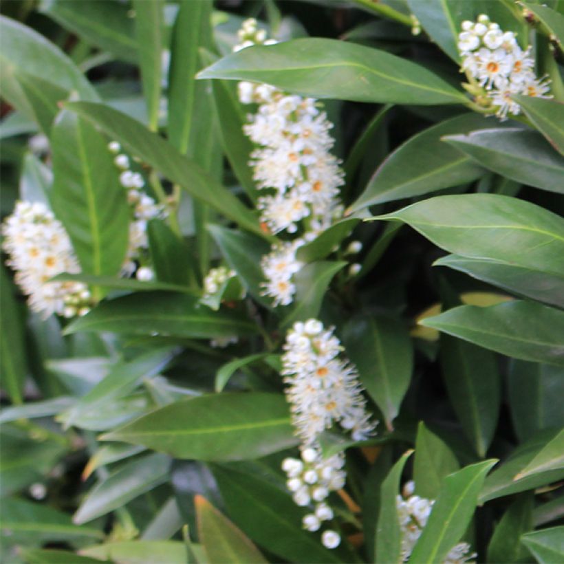 Laakerikirsikka Caucasica (Kukinta)