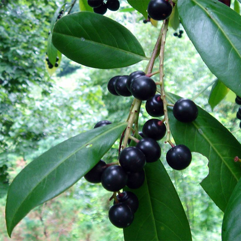 Laakerikirsikka Caucasica (Sadonkorjuu)