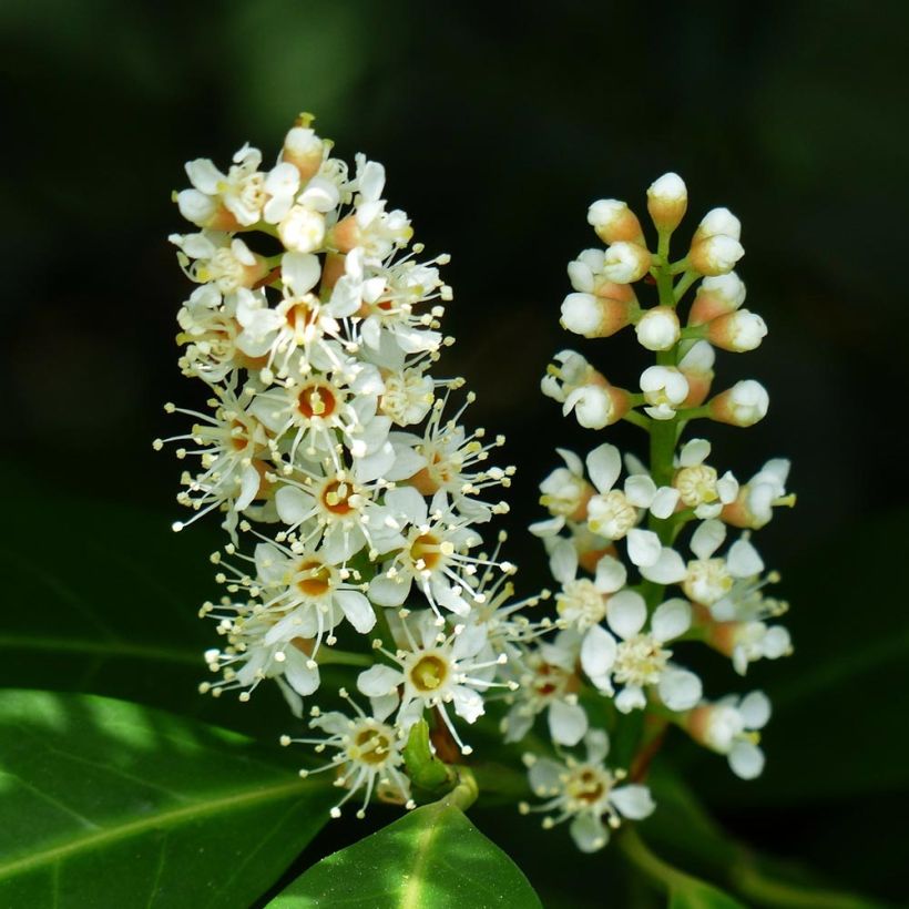 Laakerikirsikka Fontanettes (Kukinta)