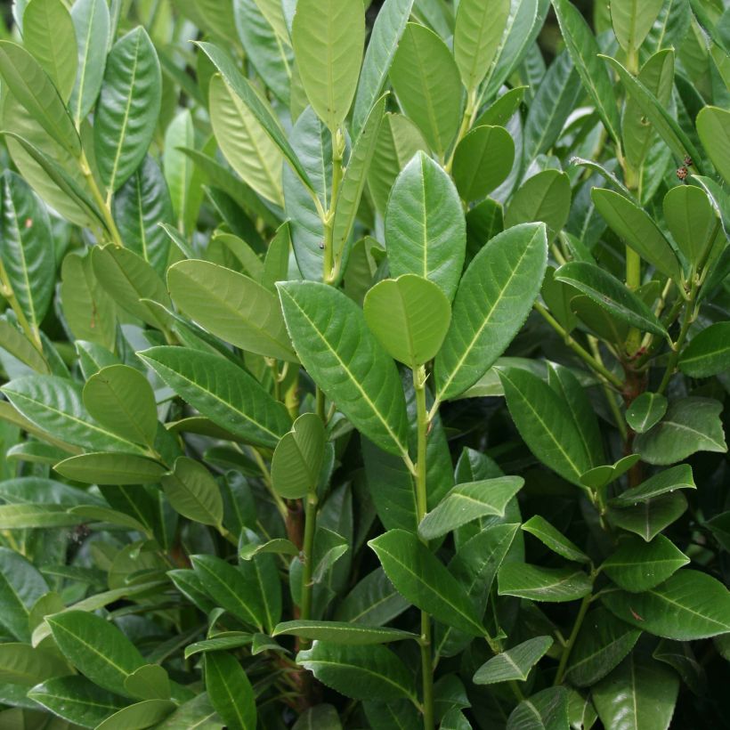 Laakerikirsikka Greentorch (Lehvistö)