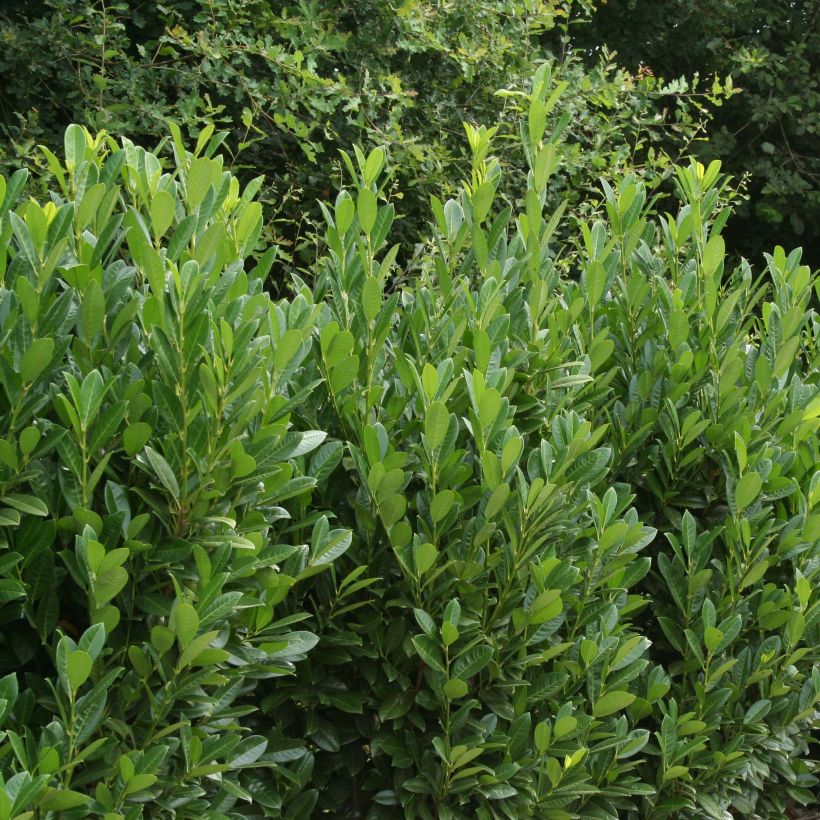 Laakerikirsikka Greentorch (Kasvutapa)