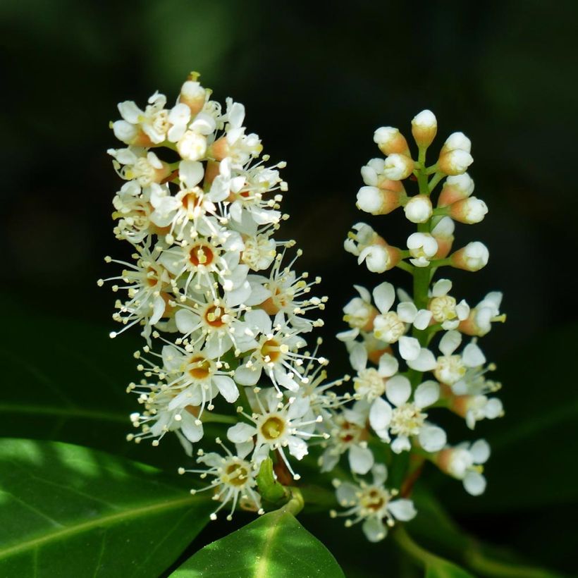 Laakerikirsikka Mano (Kukinta)