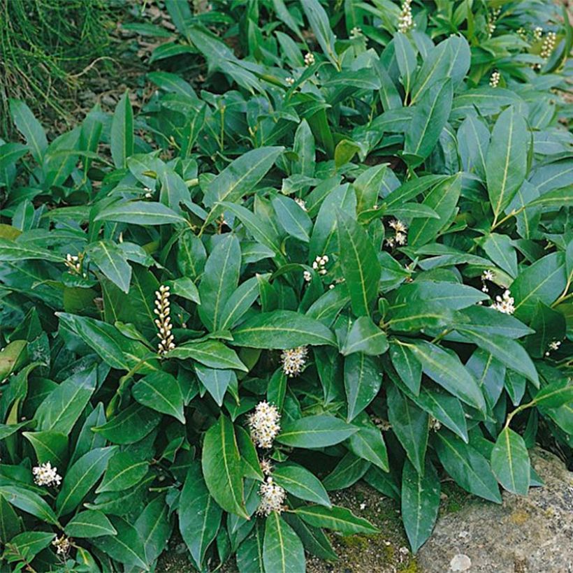 Laakerikirsikka Novita (Lehvistö)