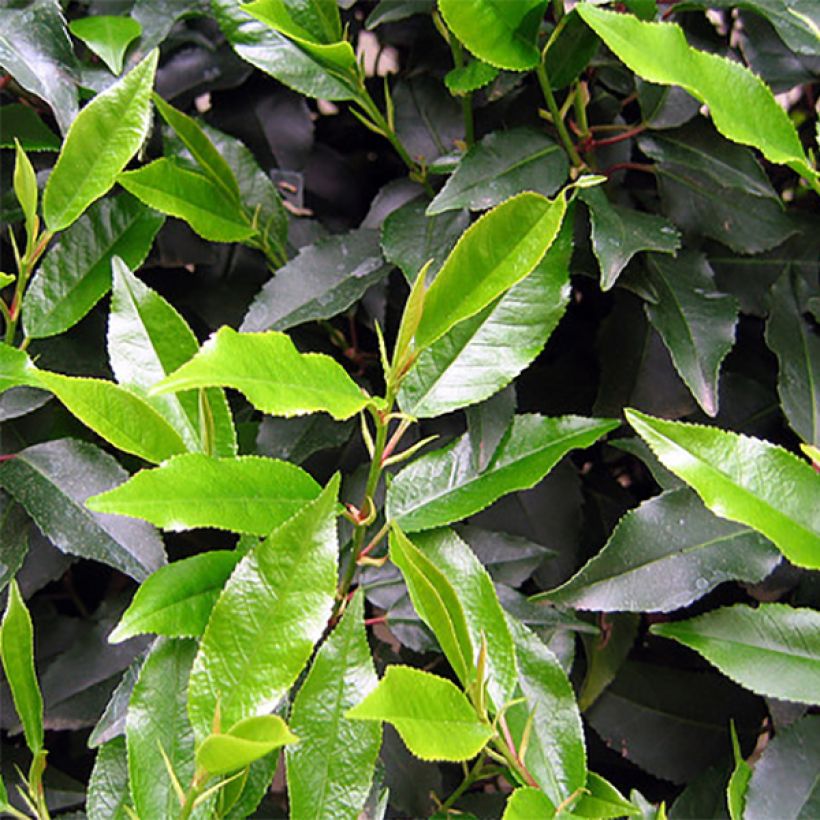 Portugalinlaakerikirsikka - Prunus lusitanica (Foliage)