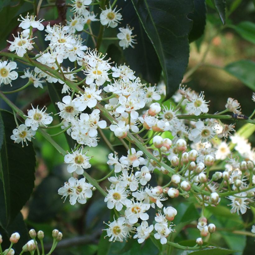 Portugalinlaakerikirsikka - Prunus lusitanica (Flowering)