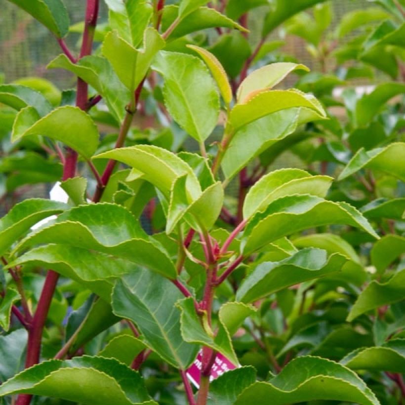 Portugalinlaakerikirsikka Brenelia (Lehvistö)
