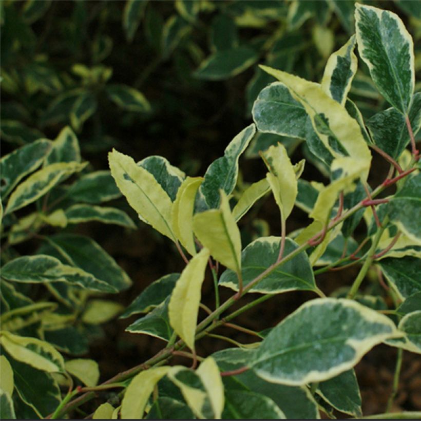 Portugalinlaakerikirsikka Variegata (Lehvistö)