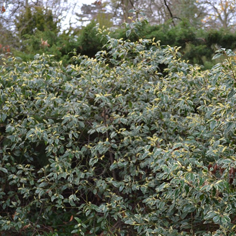 Portugalinlaakerikirsikka Variegata (Kasvutapa)