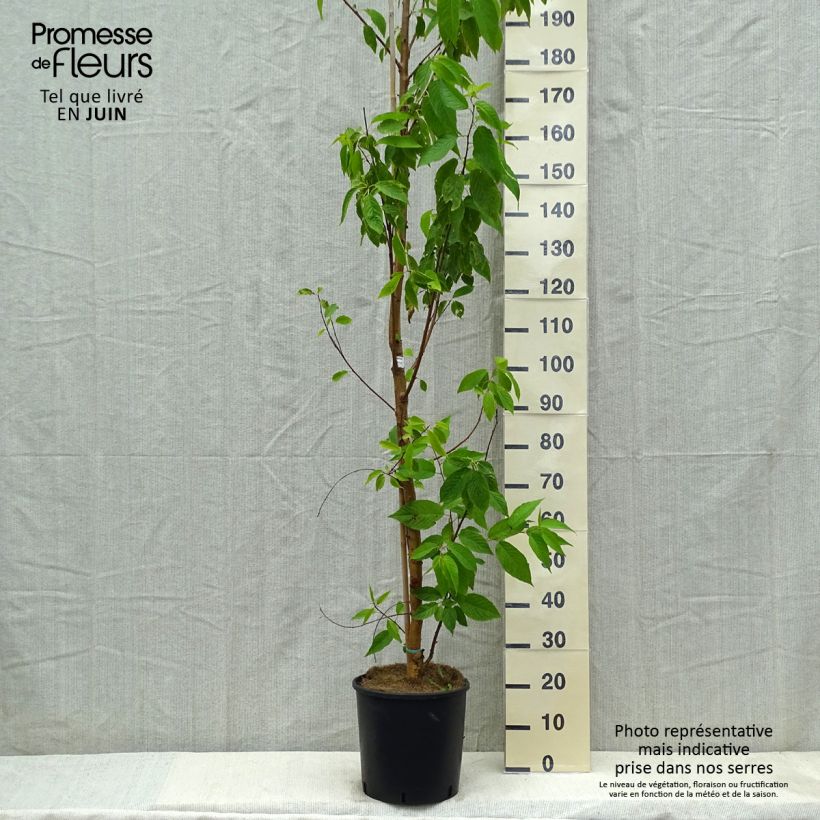 Esimerkki keväällä toimitetusta Tuohituomi Amber Beauty Pot de 12L/15L-taimesta