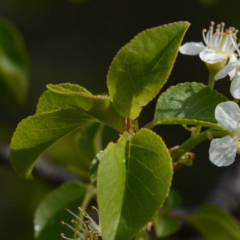 Veikselinkirsikka - Prunus mahaleb (Lehvistö)
