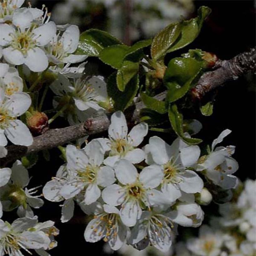 Veikselinkirsikka - Prunus mahaleb (Kukinta)