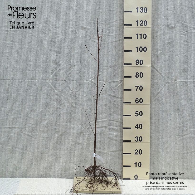Esimerkki talvella toimitetusta Veikselinkirsikka - Prunus mahaleb Paljasjuurinen-taimesta