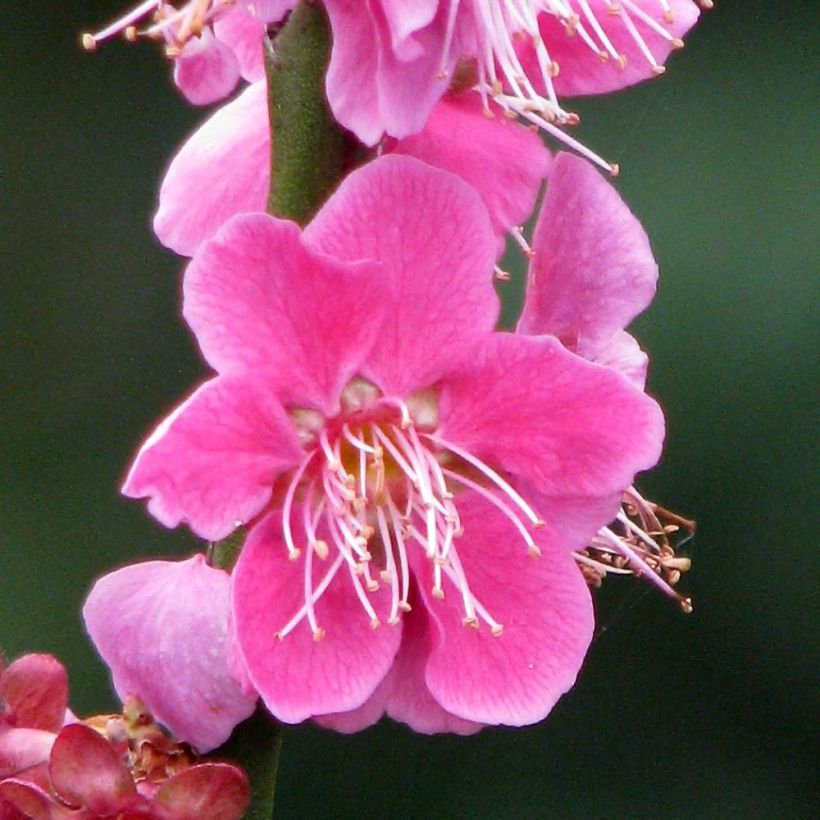 Japaninaprikoosi Beni Chidori (Kukinta)