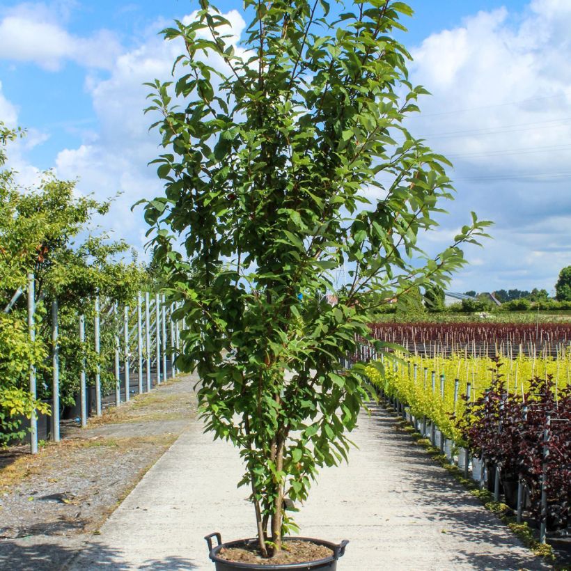 Esimerkki keväällä toimitetusta Tuomi - Prunus padus Ruukku 80L / 90L, Pienoinen-taimesta