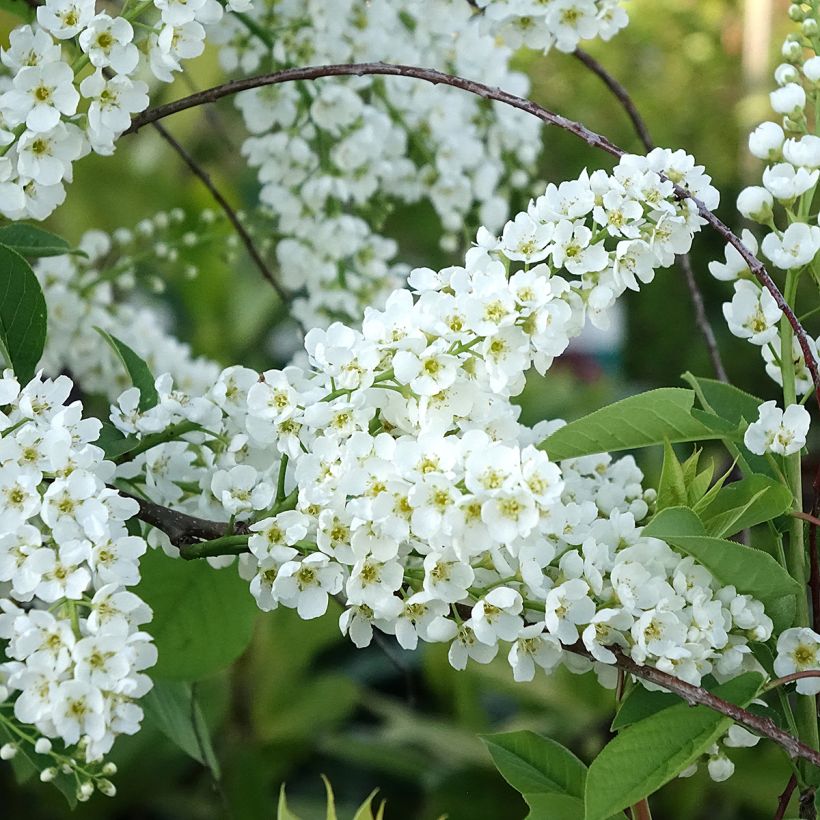 Tuomi Le Thoureil (Kukinta)