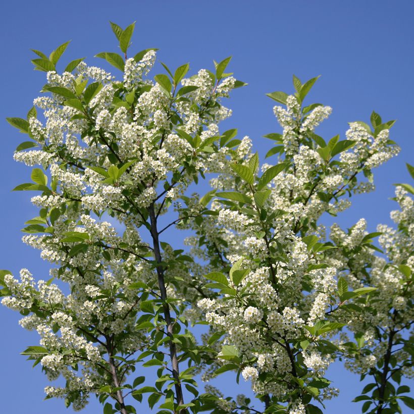 Tuomi Nana (Kukinta)