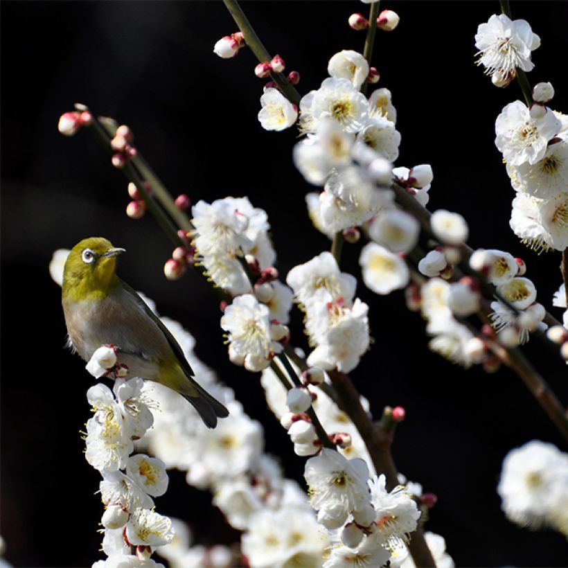 Persikka Taoflora White (Kukinta)