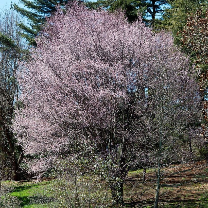 Rusokirsikka - Prunus sargentii (Kasvutapa)