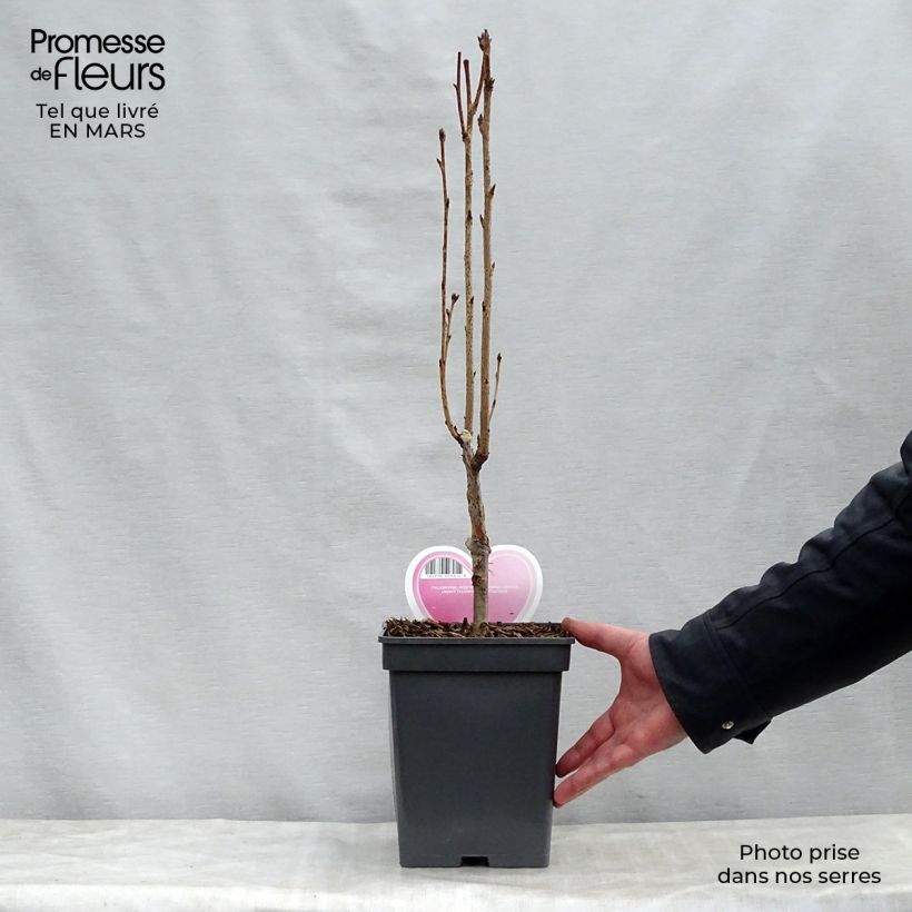 Esimerkki keväällä toimitetusta Japaninkirsikka Amanogawa Pot de 4L/5L-taimesta