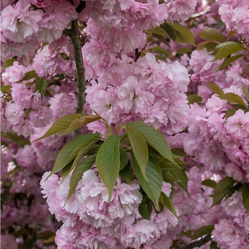 Japaninkirsikka Pink Perfection (Lehvistö)