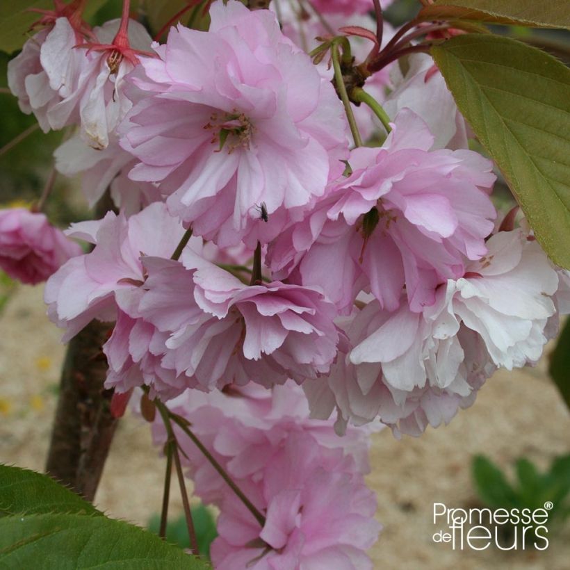 Japaninkirsikka Pink Perfection (Kukinta)