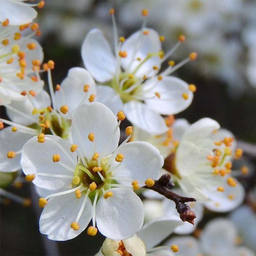 Oratuomi - Prunus spinosa (Kukinta)