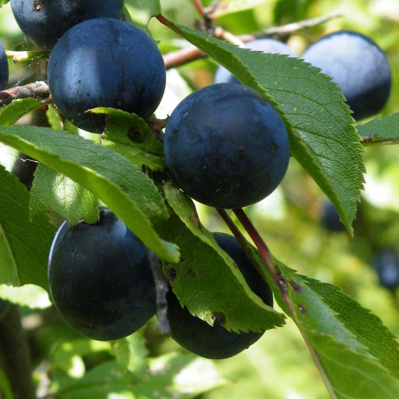 Oratuomi - Prunus spinosa (Sadonkorjuu)