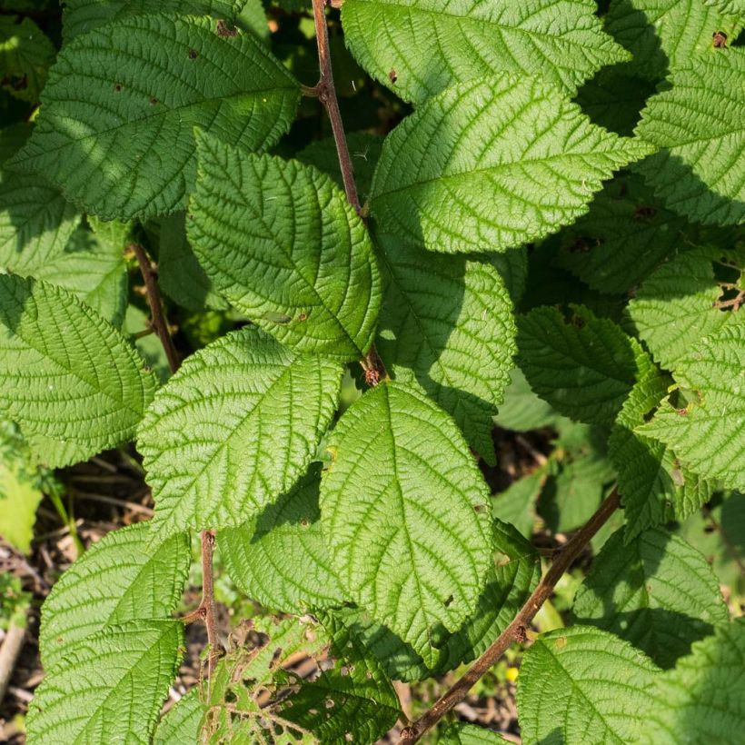 Nukkakirsikka - Prunus tomentosa (Lehvistö)