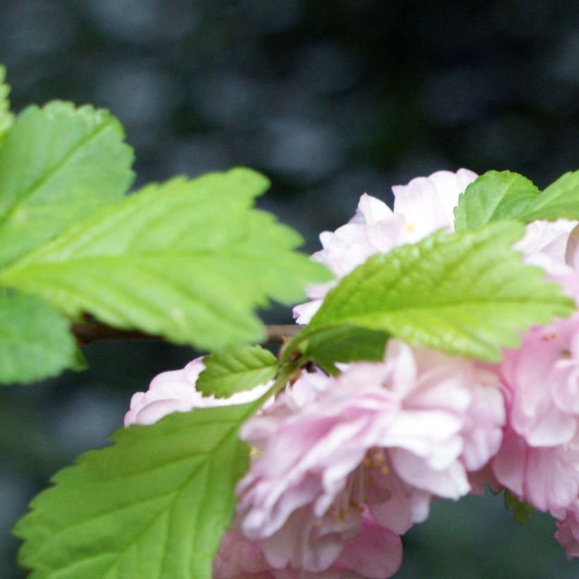 Ruusumanteli - Prunus triloba (Lehvistö)