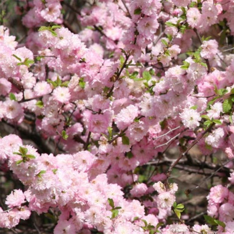 Ruusumanteli - Prunus triloba (Kukinta)