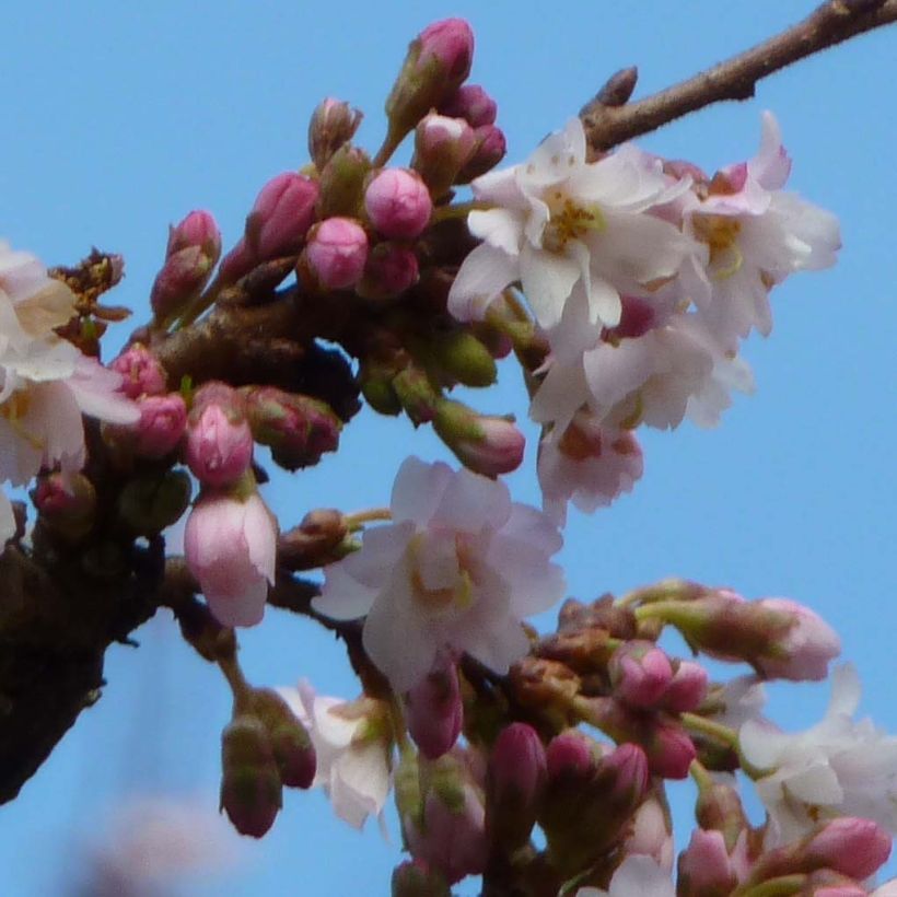 Riippukirsikka Autumnalis Rosea (Kukinta)