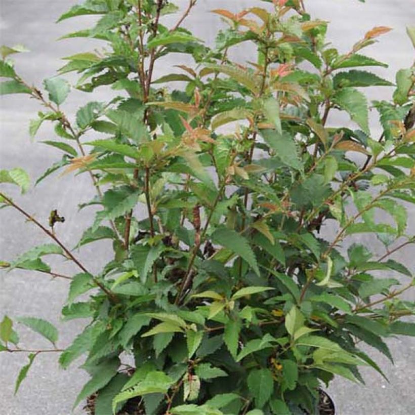 Riippukirsikka Fukubana (Lehvistö)