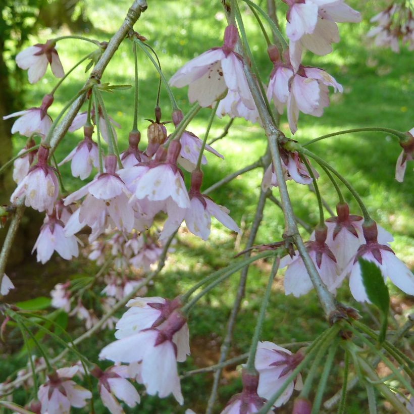 Riippukirsikka Pendula Rubra (Kukinta)