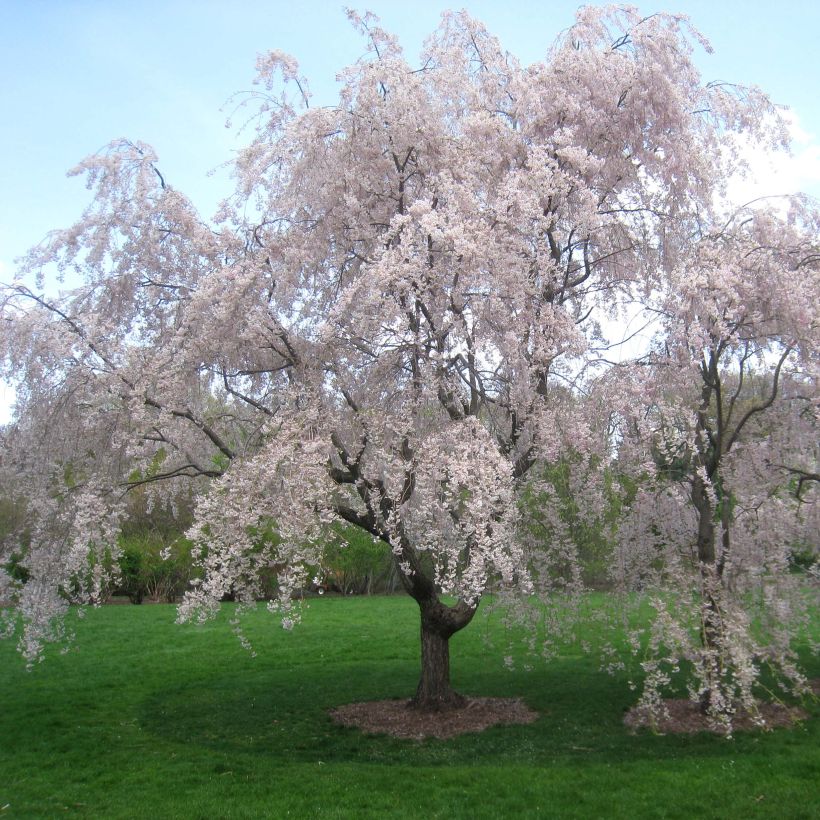Riippukirsikka Pendula Rubra (Kasvutapa)