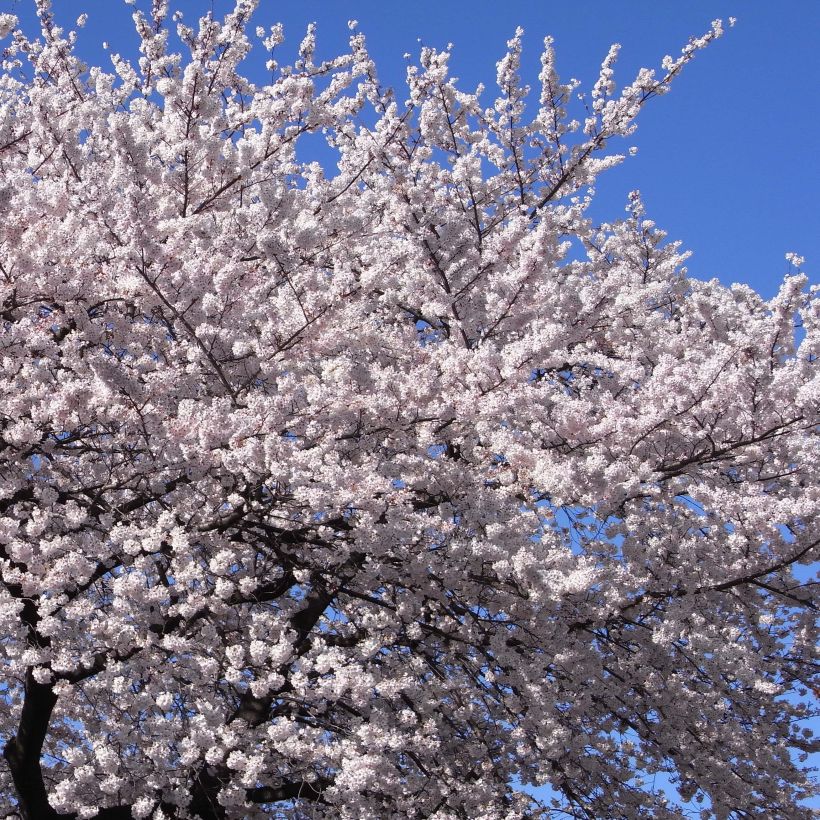 Yoshinonkirsikka - Prunus x yedoensis (Kukinta)