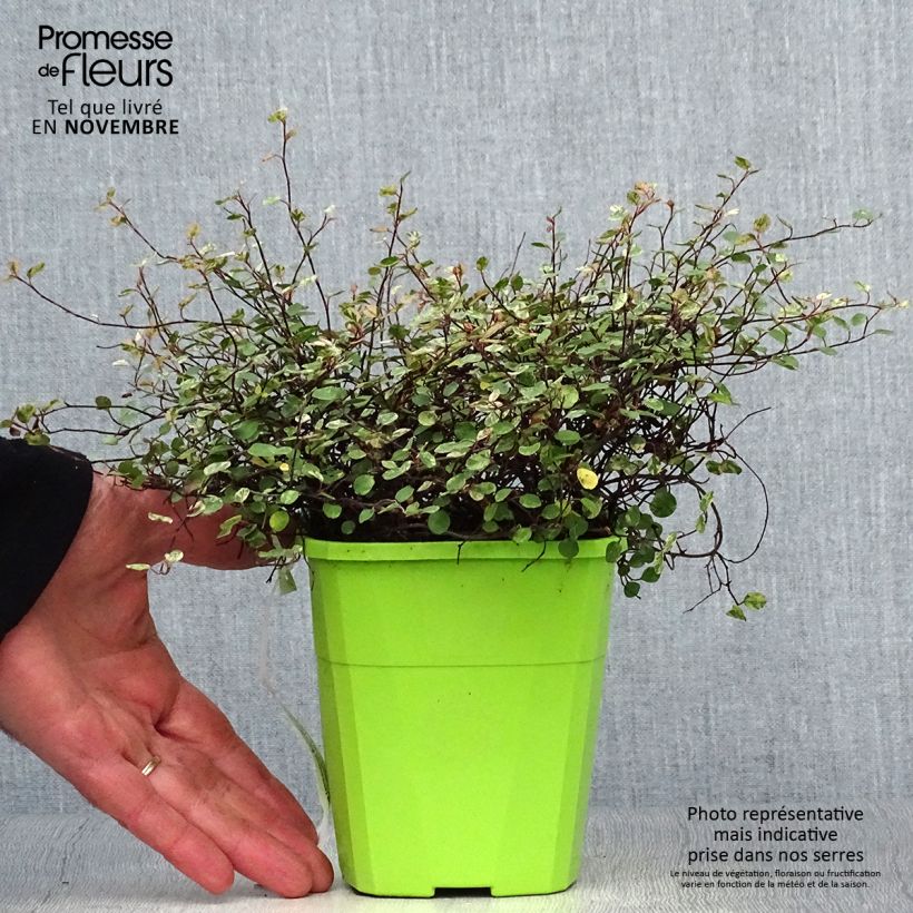 Esimerkki syksyllä toimitetusta Pseudanthus tasmanicus Radiance 1,5 litran / 2 litran kannu-taimesta