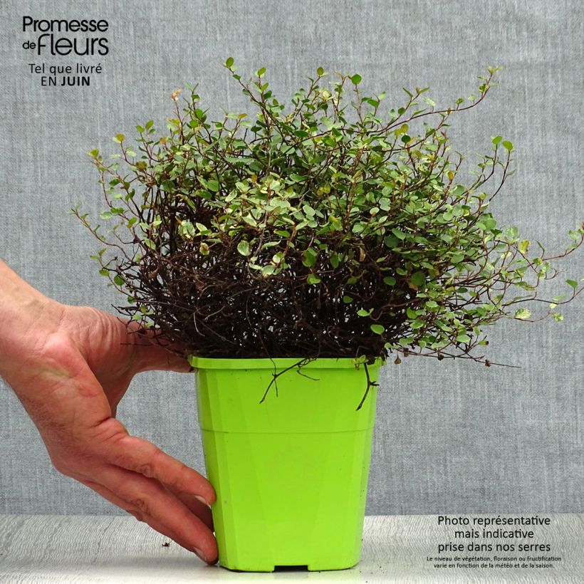 Esimerkki kesällä toimitetusta Pseudanthus tasmanicus Radiance Pot de 1,5L/2L-taimesta
