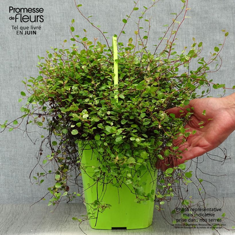 Esimerkki kesällä toimitetusta Pseudanthus tasmanicus Radiance Pot de 4L/5L-taimesta