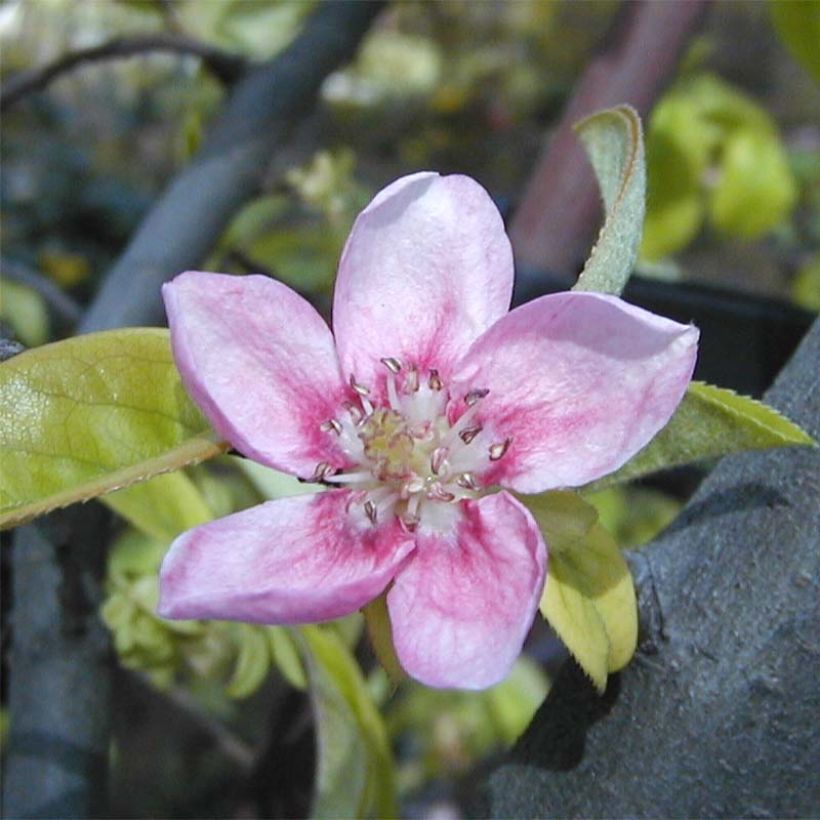 Pseudocydonia sinensis (Kukinta)