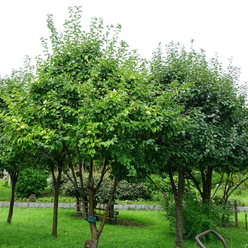 Pseudocydonia sinensis (Kasvutapa)