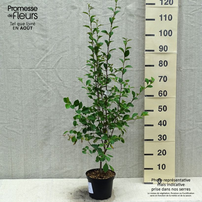 Esimerkki kesällä toimitetusta Pseudocydonia sinensis Ruukku 3L / 4L-taimesta