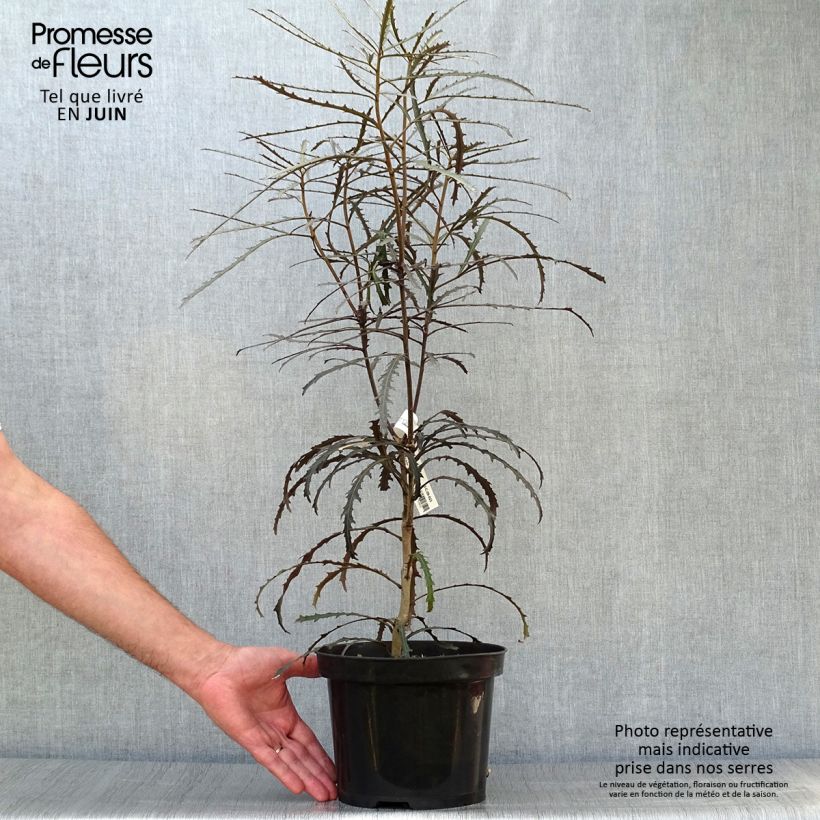 Esimerkki kesällä toimitetusta Pseudopanax lessonii Bronze Eagle Pot de 3L/4L-taimesta